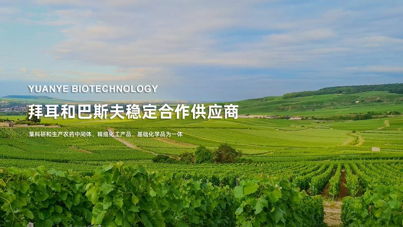 含酶洗滌劑：如何選擇更適合您的品牌？**